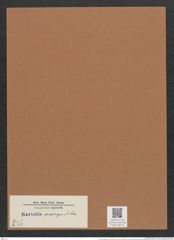 Navicula propingua A.Schm. (de-Toni-Nr.: Genus 1, Species 318) Zeichnungen Sammlung Grunow Mappe 00272 (Herbarium_W_Grunow_drawings_Folder_00272)
